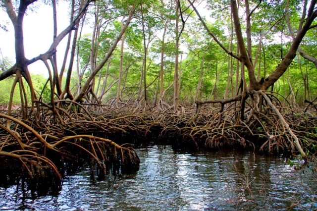 Fungsi Hutan Mangrove Bagi Lingkungan KATA OMED