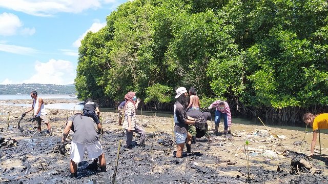 Daftar Hutan Mangrove Di Maluku Kunjungi 7 Tempat Ini KATA OMED