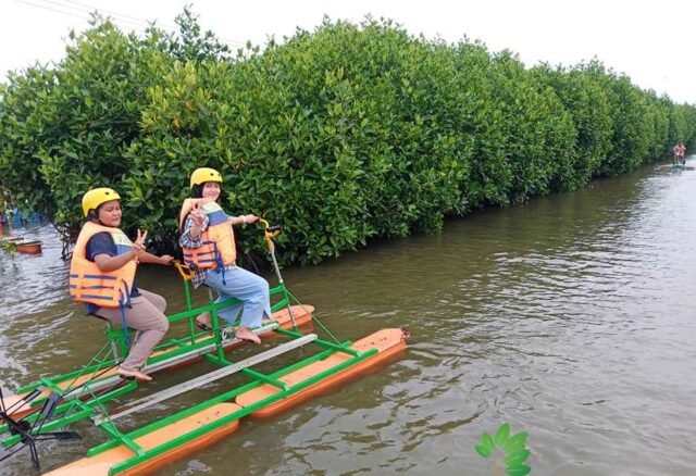 Daftar 10 Hutan Mangrove Di Pulau Jawa Untuk Wisata KATA OMED