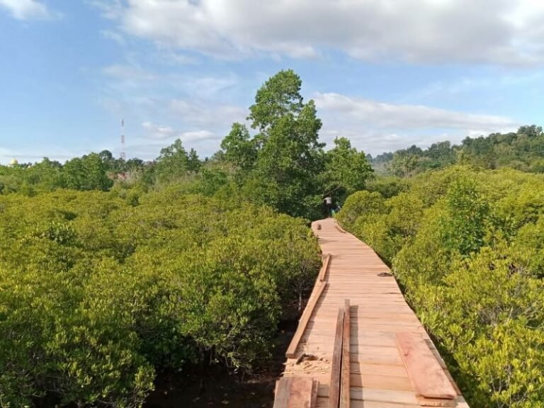 Daftar Hutan Mangrove Di Maluku Kunjungi 7 Tempat Ini KATA OMED