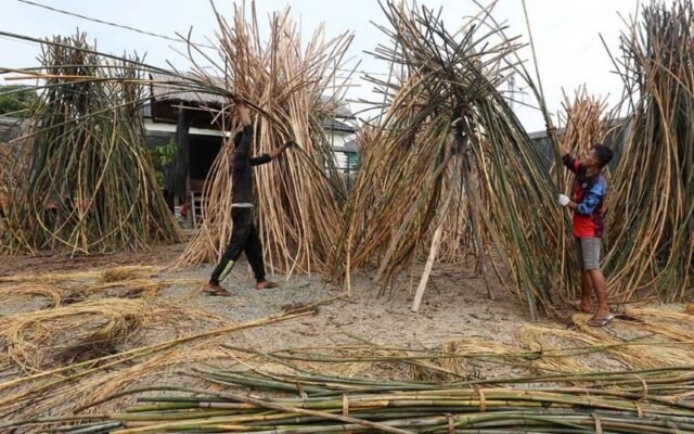 6 Daerah Penghasil Rotan Di Indonesia KATA OMED