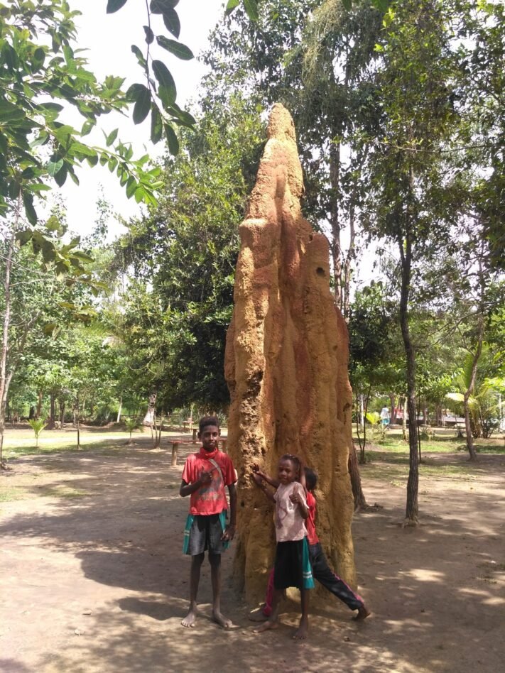 Uniknya musamun, Istana Semut khas merauke