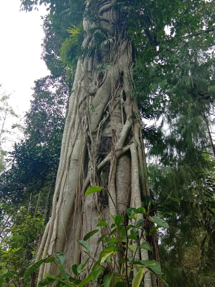 Pemakaman Baby Grave