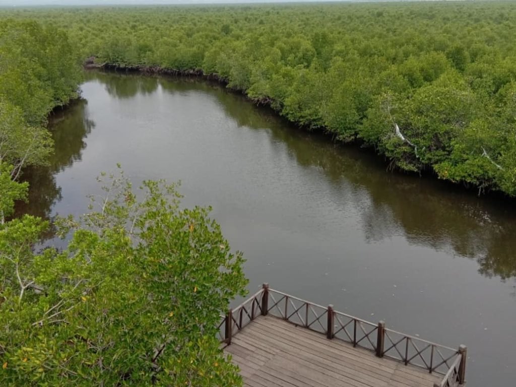 Hutan Mangrove Kuala Langsa, Terluas di Asia Tenggara - KATA OMED