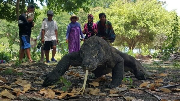 komodo, binatang purba yang masih hidup di dunia