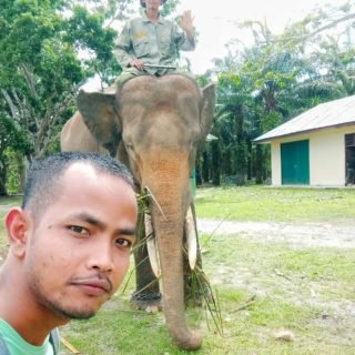 Konservasi Gajah Seblat Bengkulu