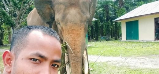 Konservasi Gajah Seblat Bengkulu
