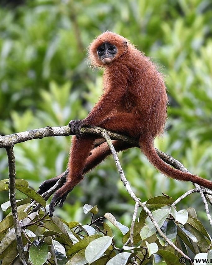 Monyet Merah Kelasi di Hutan Wisata Baning