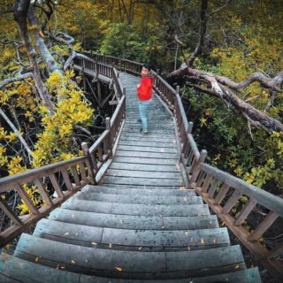 Taman Mangrove Sukadana
