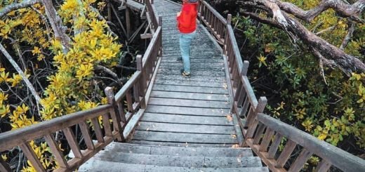 Taman Mangrove Sukadana