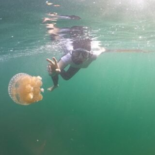 Ubur Ubur di Danau mariona togean
