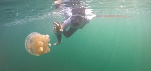 Ubur Ubur di Danau mariona togean