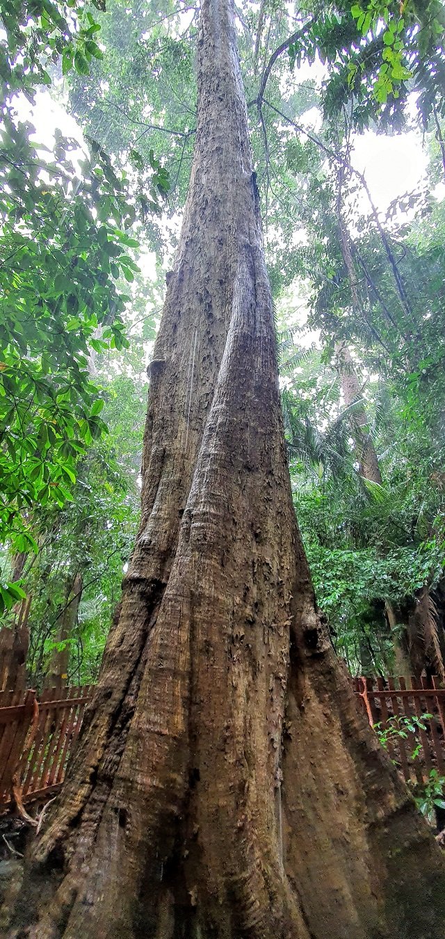 Cagar Alam Napabalano