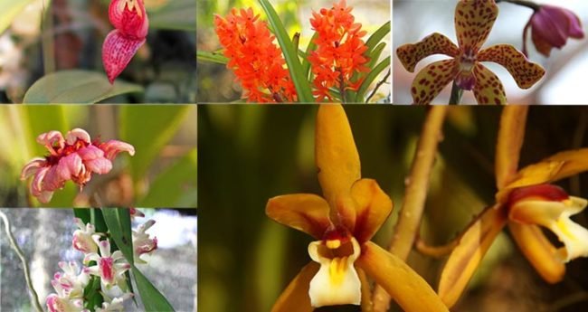 flora di Taman Nasional Rawa Aopa Watumohai