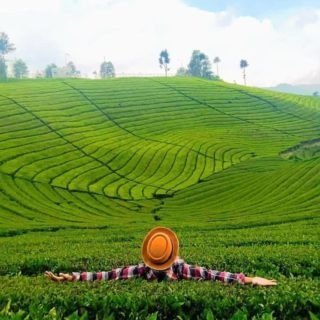 Kebun Teh Rancabali, tempat wisata di bandung selatan