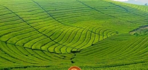 Kebun Teh Rancabali, tempat wisata di bandung selatan