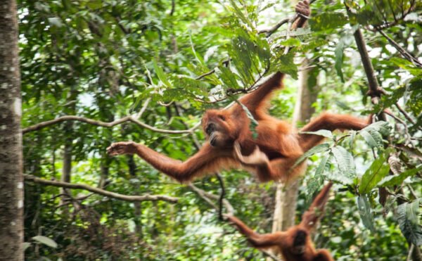 Konservasi Orang Utan