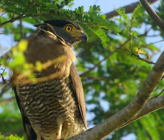 mengamati burung di Taman Nasional Rawa Aopa Watumohai