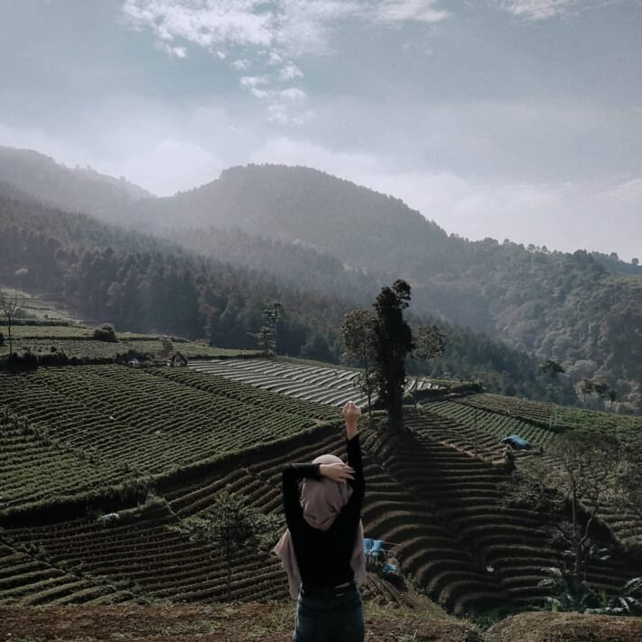 pemandangan perkebunan di Bukit Kanaga