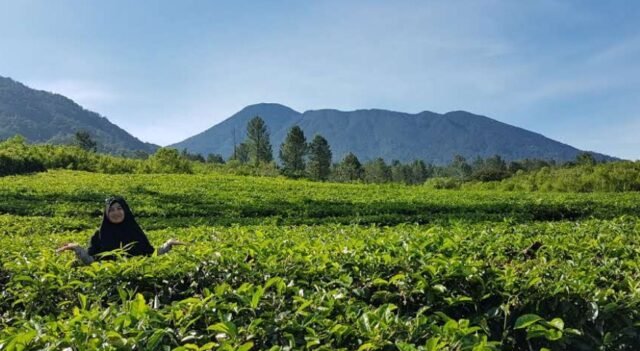 Agrowisata Gunung Mas