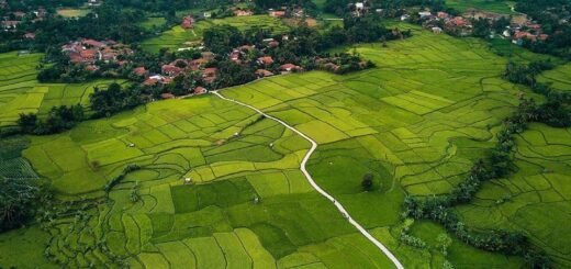 Bantar kuning Cariu bogor