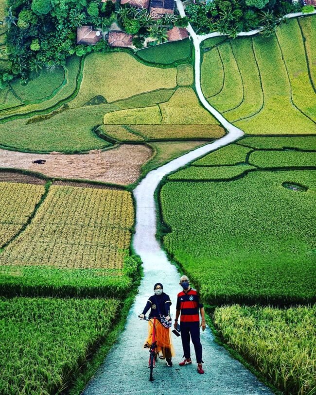 Sawah Bantar Kuning Cariu Bogor
