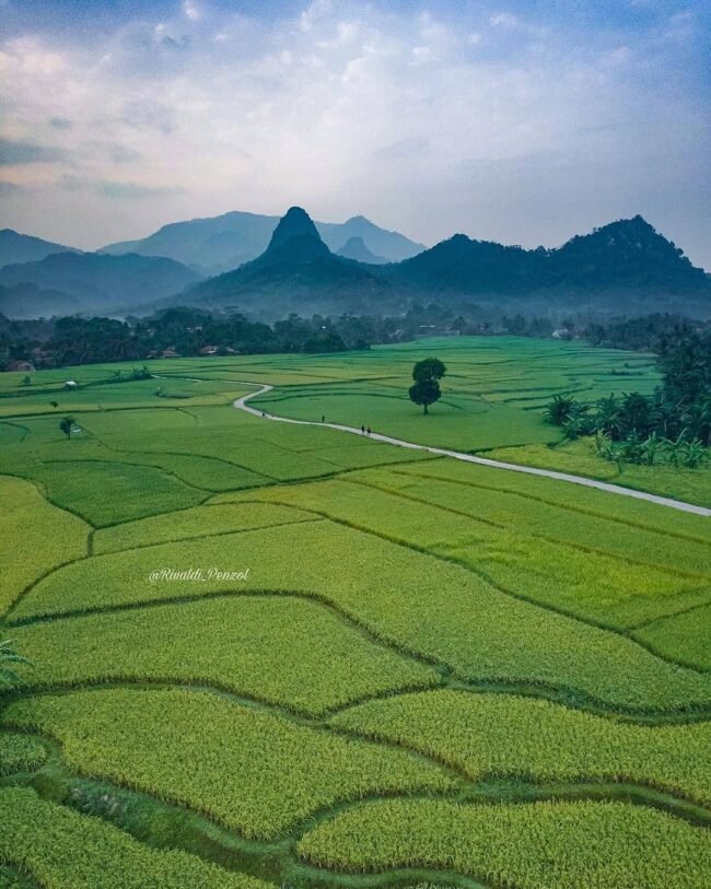 Sawah korod cariu bogor