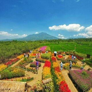 Taman Bunga Kampung Jamboe, Rokoy, Pandeglang