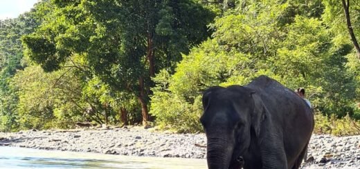 Taman Nasional Gunung Leuser
