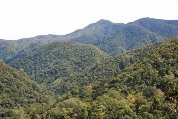Taman Nasional Gunung Leuser Sumatera