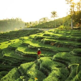 Terasering Sawah Nangklak Payung Majalengka