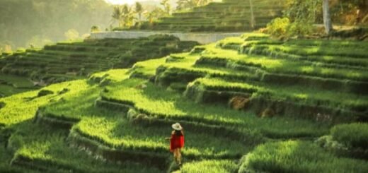 Terasering Sawah Nangklak Payung Majalengka