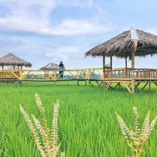 Wisata Sawah Pematang Johar deli serdang