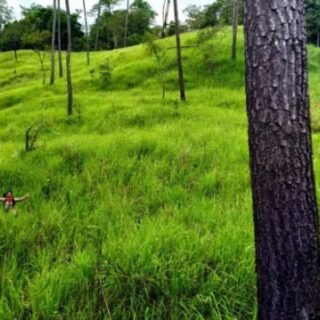 Cagar Alam HUTAN PINUS JANTHOI