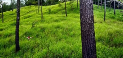 Cagar Alam HUTAN PINUS JANTHOI