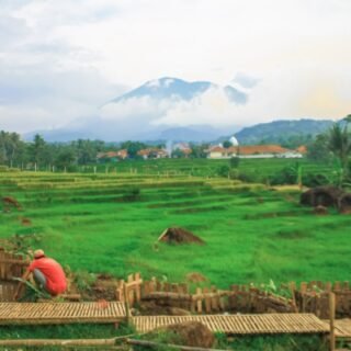 Harga Tiket Masuk ke Sawah Siteng Sadawangi