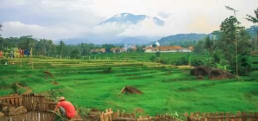 Harga Tiket Masuk ke Sawah Siteng Sadawangi
