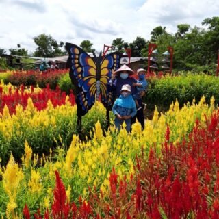 Taman Bunga Celosia Palembang