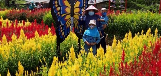 Taman Bunga Celosia Palembang