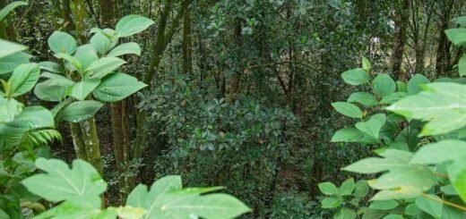 hutan Bukit Rel Pontianak