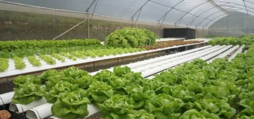 perkebunan Garuda Farm