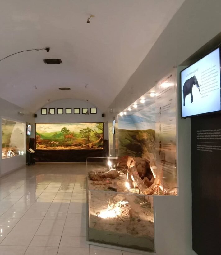 koleksi museum sangiran