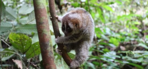 Cagar Alam Pararawen