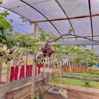 wisata taman anggur subang