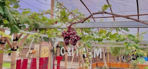 wisata taman anggur subang