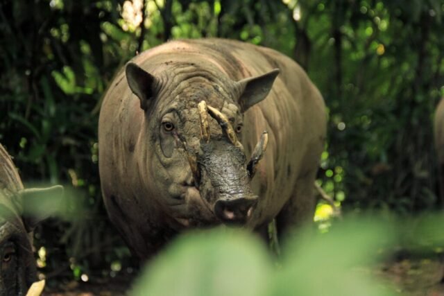 Babi rusa, Satwa Terancam Punah