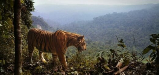 Satwa Di Lindungi Yang Terancam Punah Di Indonesia