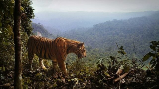 Satwa Di Lindungi Yang Terancam Punah Di Indonesia
