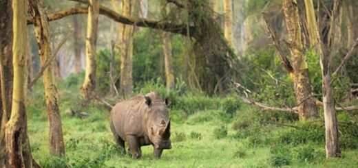 Suaka Margasatwa Ujung Kulon