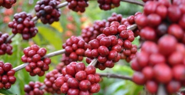 Kopi Arabika